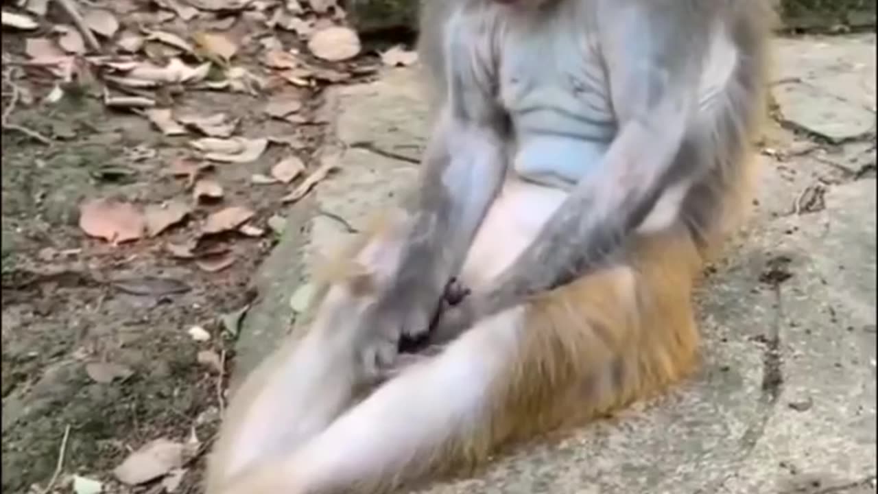 Funny Monkey