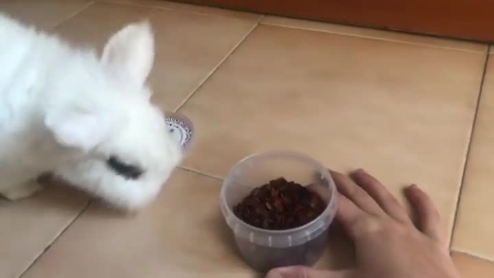 You can`t stopped this ''Rabbit'' eating