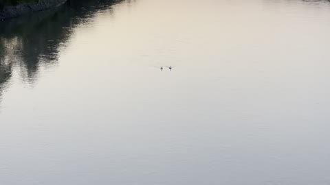 geese harmony clock