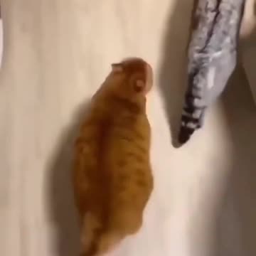 Funny and Cute Animals Shorts #176