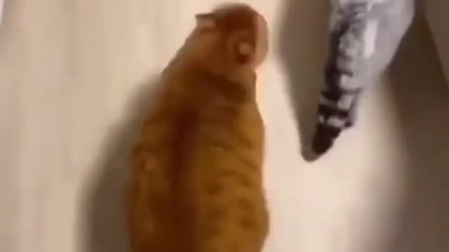 Funny and Cute Animals Shorts #176