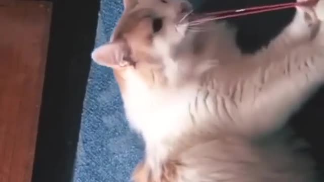 Cat screams