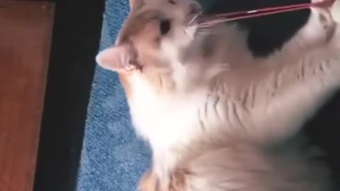 Cat screams