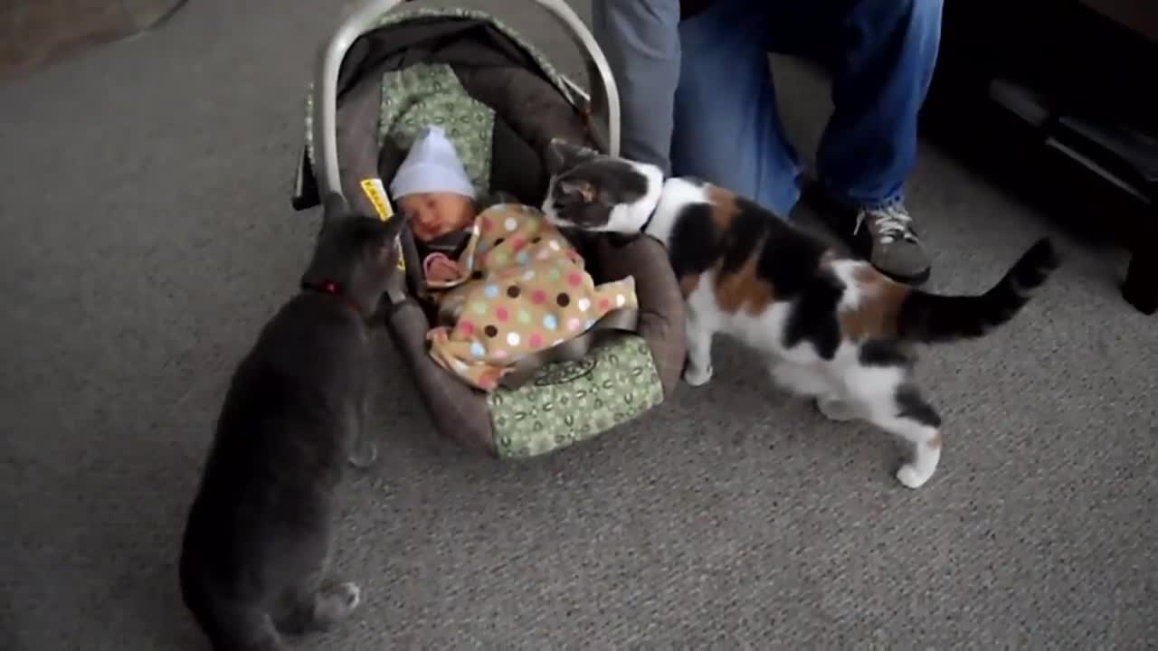 cats kissing and hugging babies