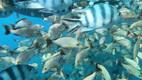 Diving with a School of Fish