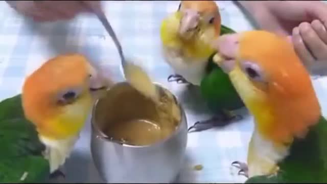 Hilarious Dancing Parrots