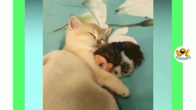 Great 👍 Funny Kitten Therapy Video, See How Kitten Meowing in a Beautiful Ways ❤️🌷🌺💕