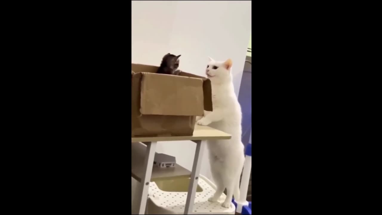 Funny Animal Videos Pt. 5