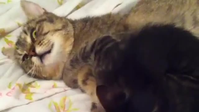 Kitten Trying to Wake up Her momy