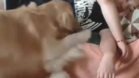 A jealous Dog wants a hug