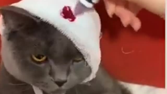 Cute_cat🐱🐱pets_lover