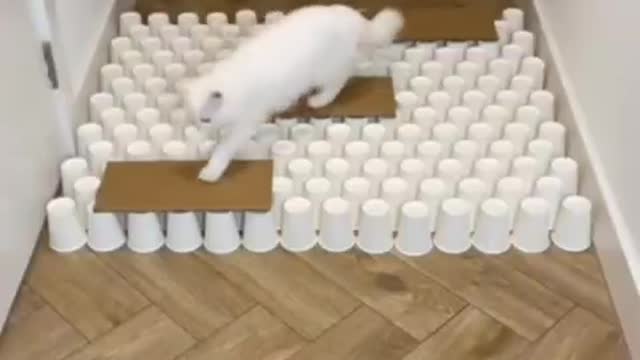 Cute cat trying to overcome obstacles