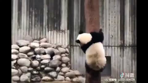 Black panda climbing on the tree 🌲 funny video 😝😝😝😝