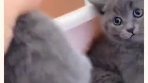 Funny cat #shorts