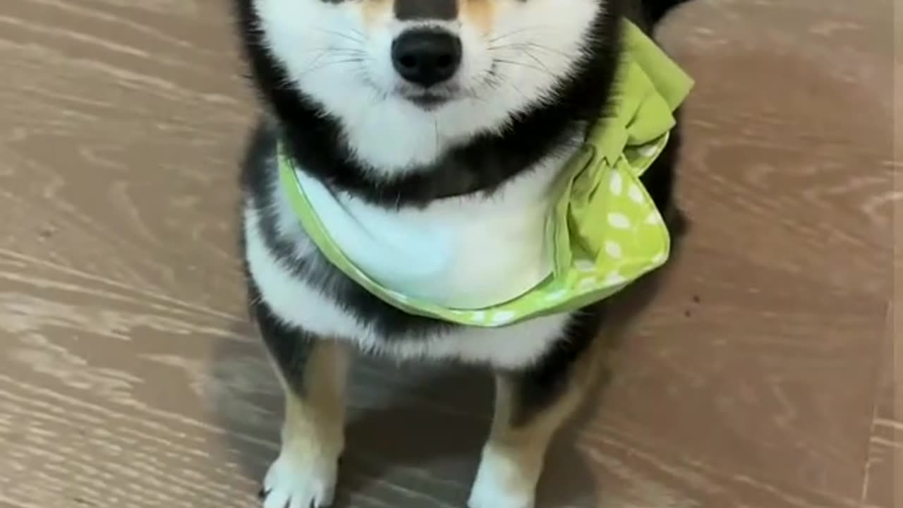 Is this the correct way to communicate with Shiba Dog？