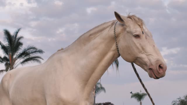 White horse chewing