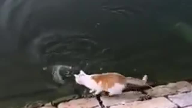 funny cat showing humans how they catch fish