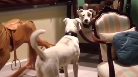 White dog stares at mirror