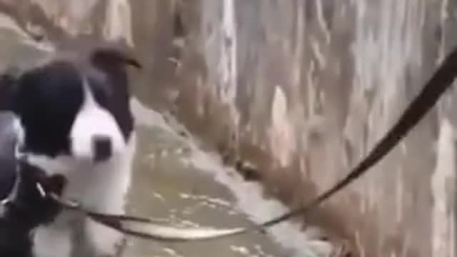 SHORT FUNNY HUSKY VIDEO