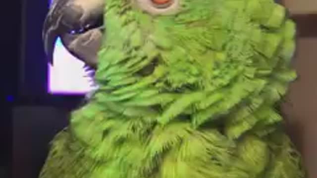 Parrot - Trying to sing Frosty the Snowman