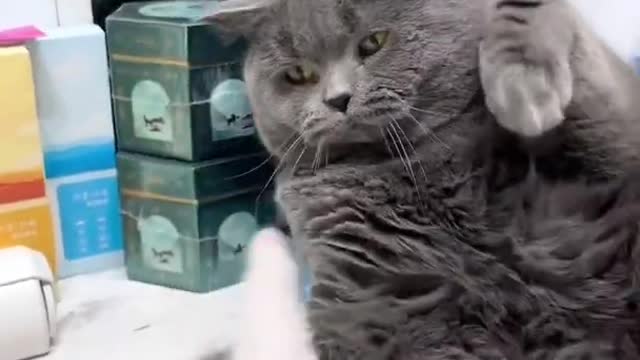 Your Lovely Cat 😻 Make you feel Happy 🤣 #FunnyCat #Short (1)