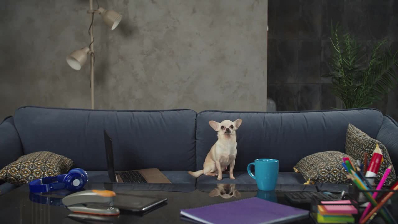 Adorable comely shorthair apple head male chihuahua dog relaxing on cozy sofa in domestic room