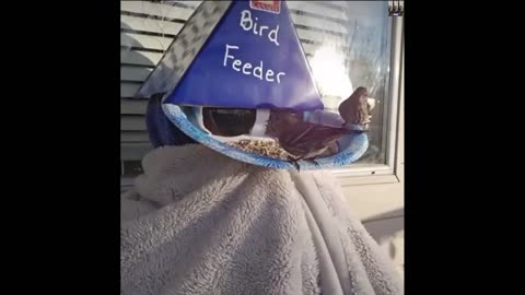 A new Bird Feeder