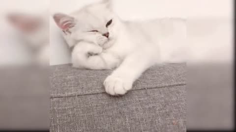Baby Cats Cute and Funny Cat Videos Compilation Animals1080P HD