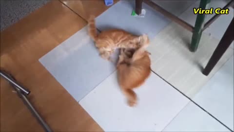 Cats fighting and meowing -These Two are Bloody Brother |viral cat