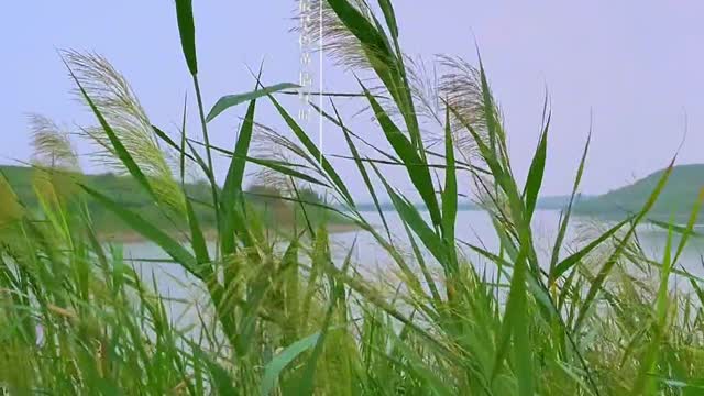 Shallow autumn wind