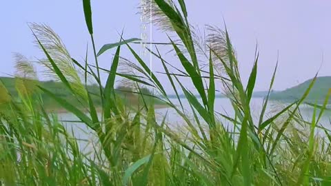 Shallow autumn wind