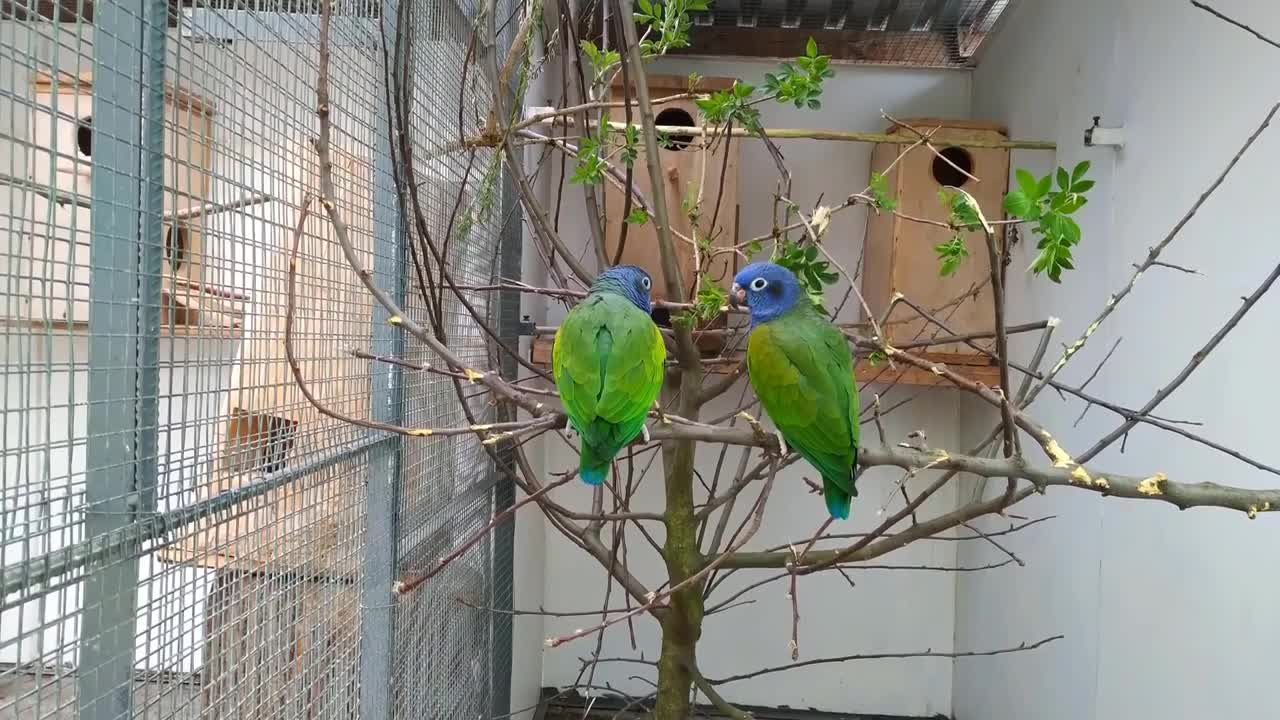 Most Beautiful Macaws on Planet Earth