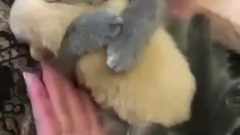 Funny animal video