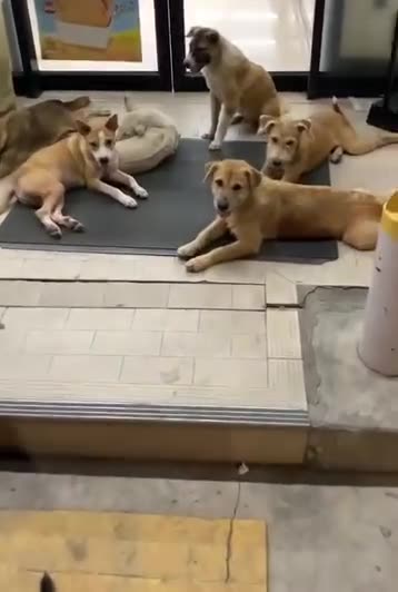 Dogs chilling in front of 7-11