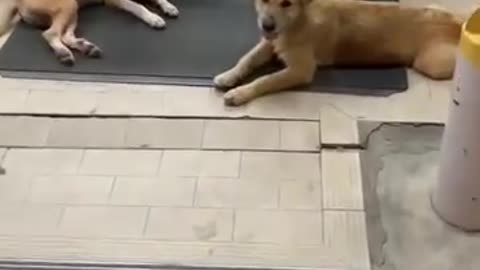 Dogs chilling in front of 7-11