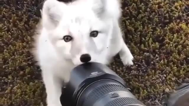 fun arctic fox