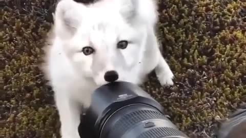 fun arctic fox