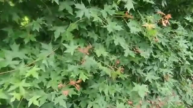 Maple leaf tree