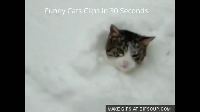 Funny cat