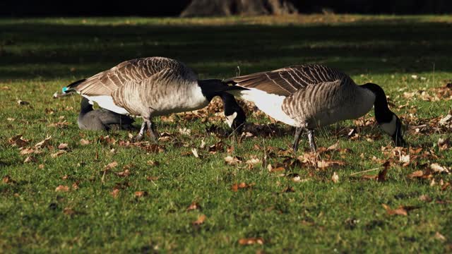 The most beautiful the birds national