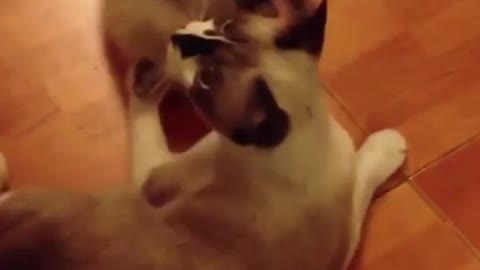 FUNNY ANIMALS VIDEOS TRY NOT TO LAUGH 🤣 | FUNNY CATS | FUNNY DOGS | CUTEST ANIMALS