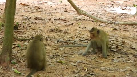 monkeys playing fun