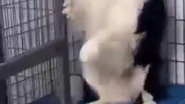 Funny dogs