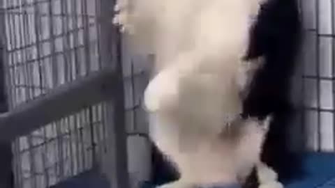 Funny dogs