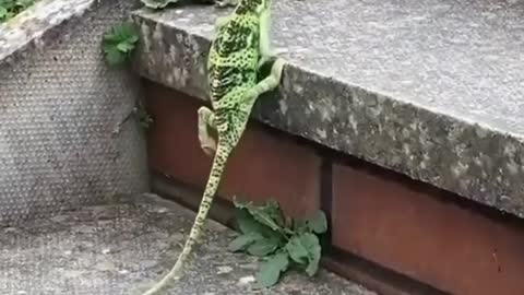 The dance of the lizard