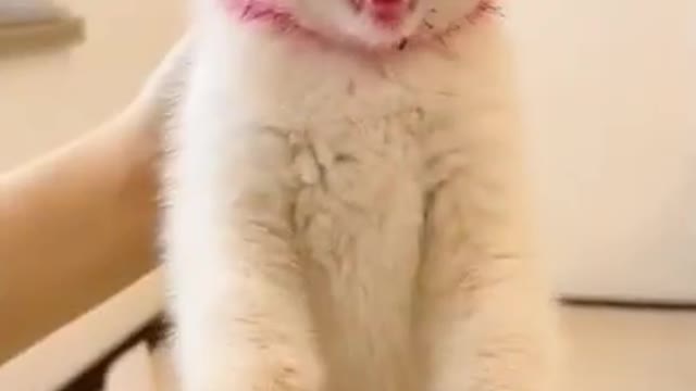 Cute And Funny Cat Videos