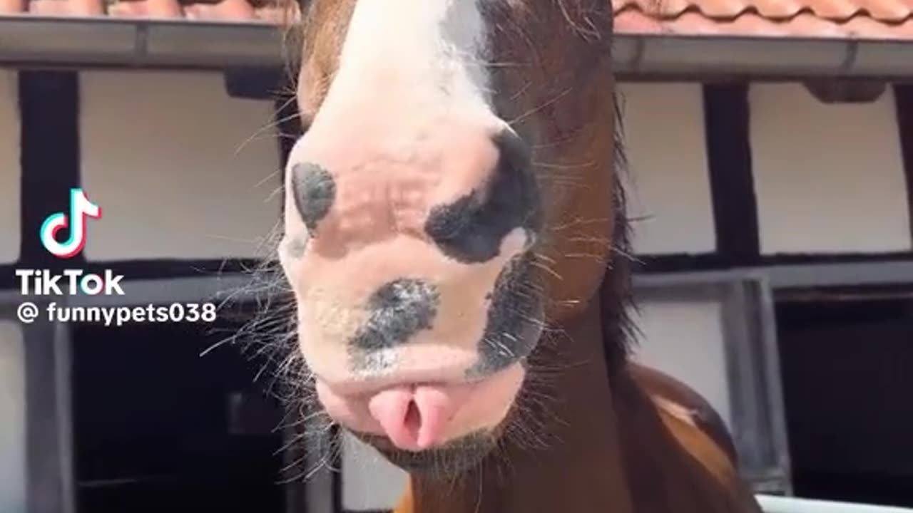 Funny horse