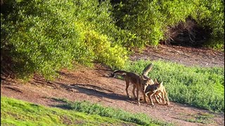 071622 COYOTES HAVIN' FUN