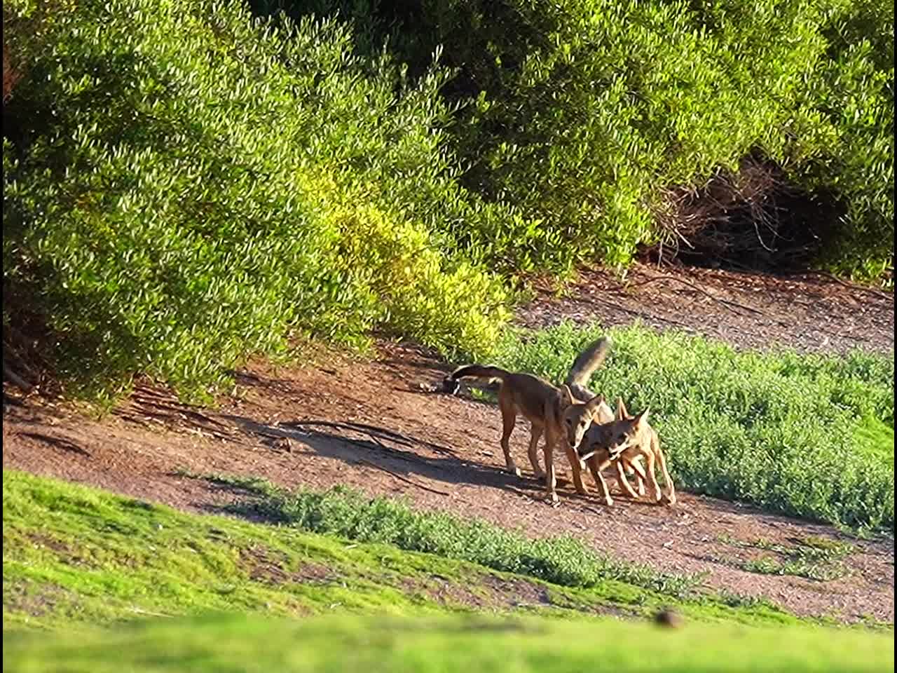 071622 COYOTES HAVIN' FUN