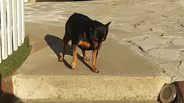 DOG Funny Video